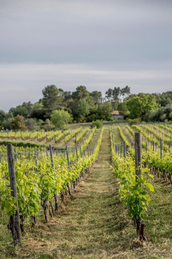 Domaine Rabiega - Vineyard And Boutique Hotel دْراجينْيا المظهر الخارجي الصورة
