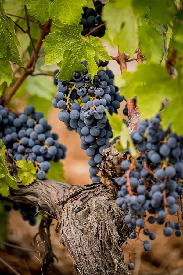 Domaine Rabiega - Vineyard And Boutique Hotel دْراجينْيا المظهر الخارجي الصورة