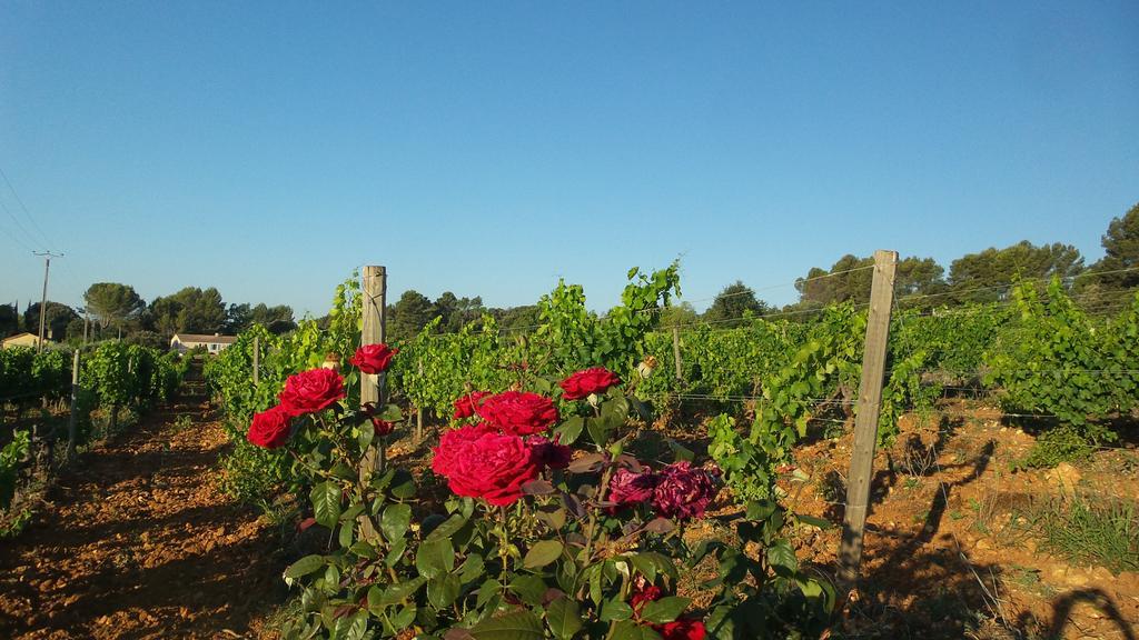 Domaine Rabiega - Vineyard And Boutique Hotel دْراجينْيا المظهر الخارجي الصورة